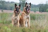 MALINOIS 583